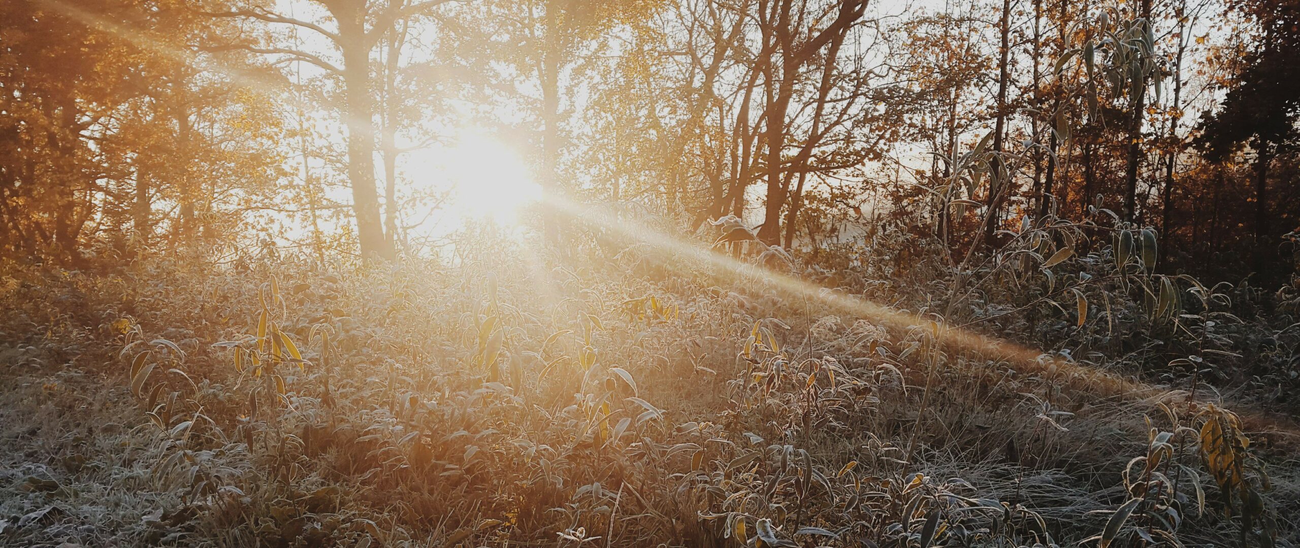 Main image for Born Again in Christ