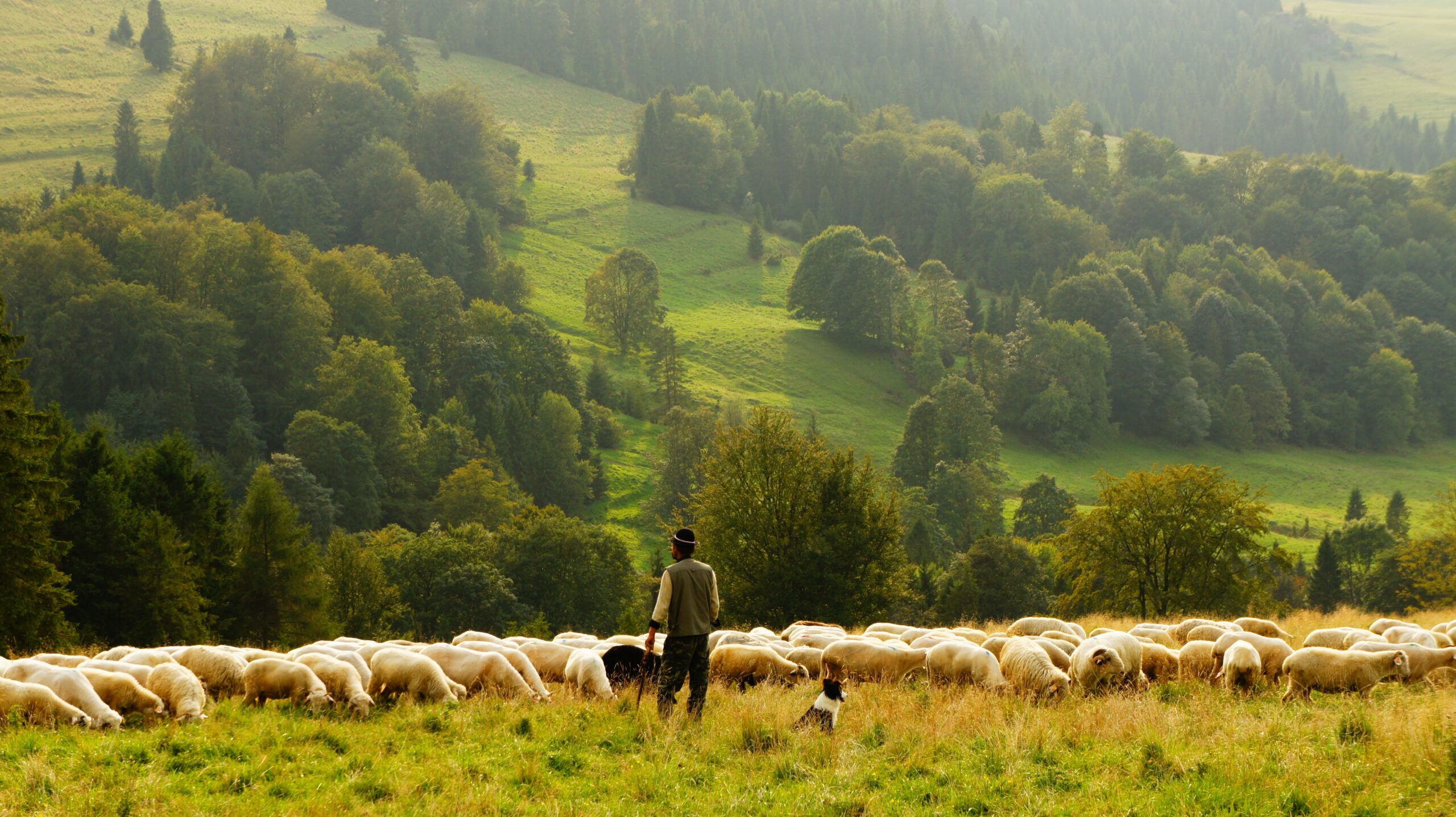 Featured Image for Shepherding The Flock